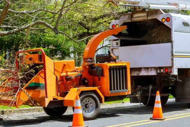 Best Tree Disease Treatment  in Steep Falls, ME